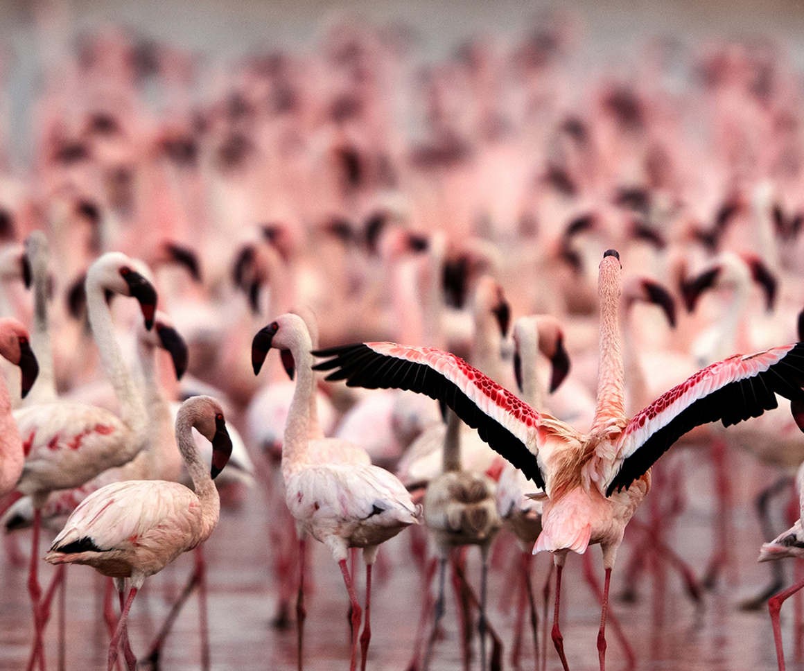 Flamingo with outstretched wings