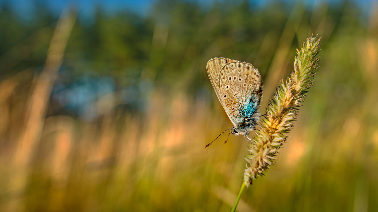 Moth on wildflower