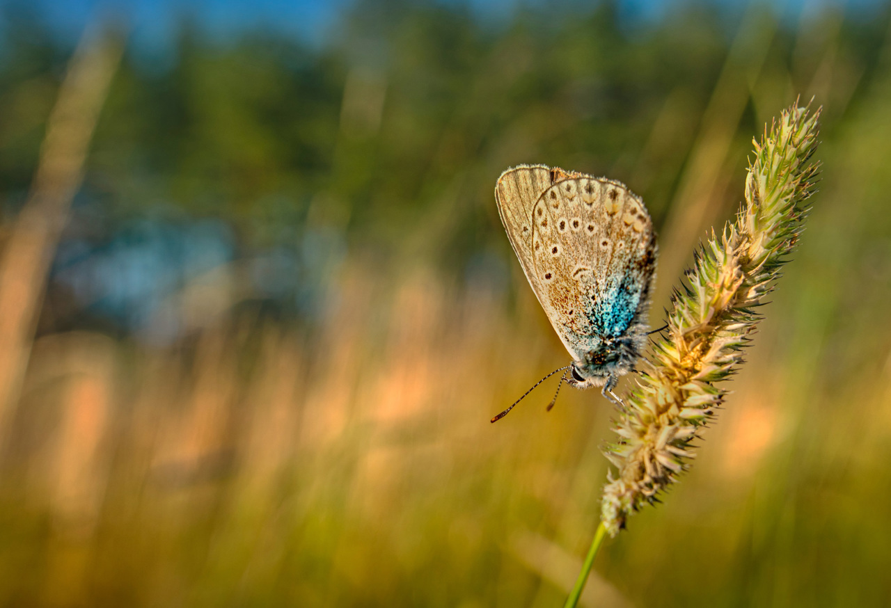 Moth on wildflower