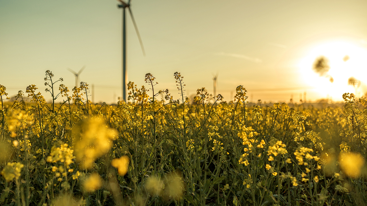 Wind turbines in a wild flower field