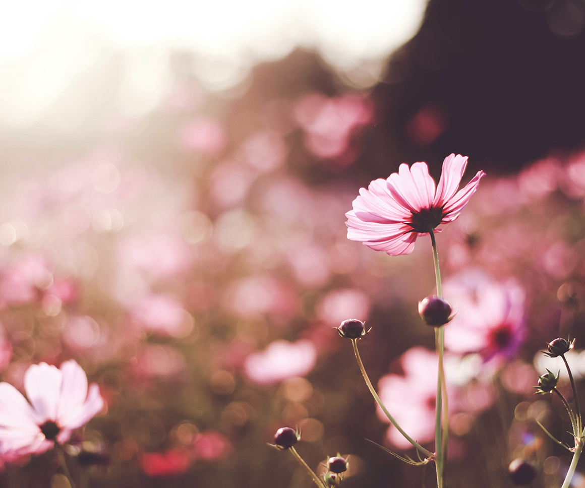 Pink flower in a field