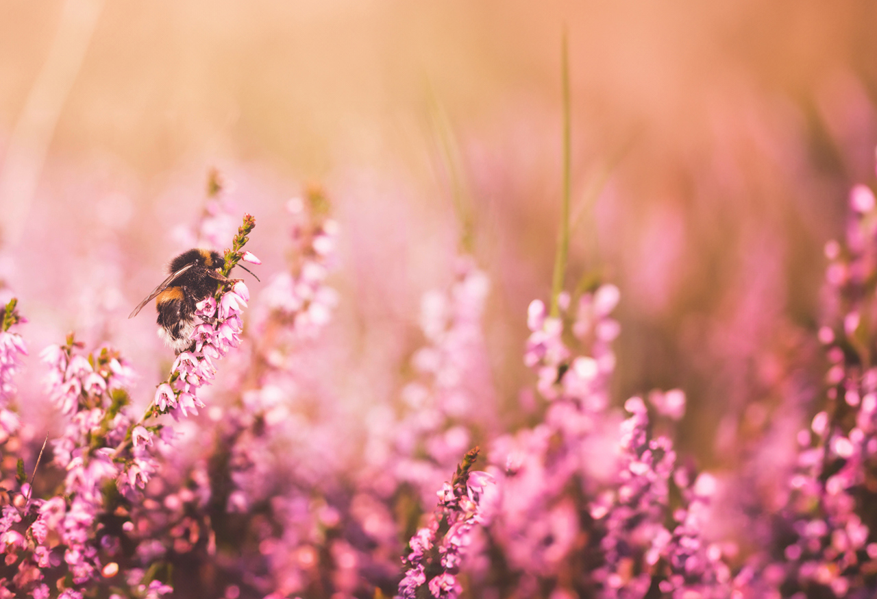 Bee on pink wildflowers