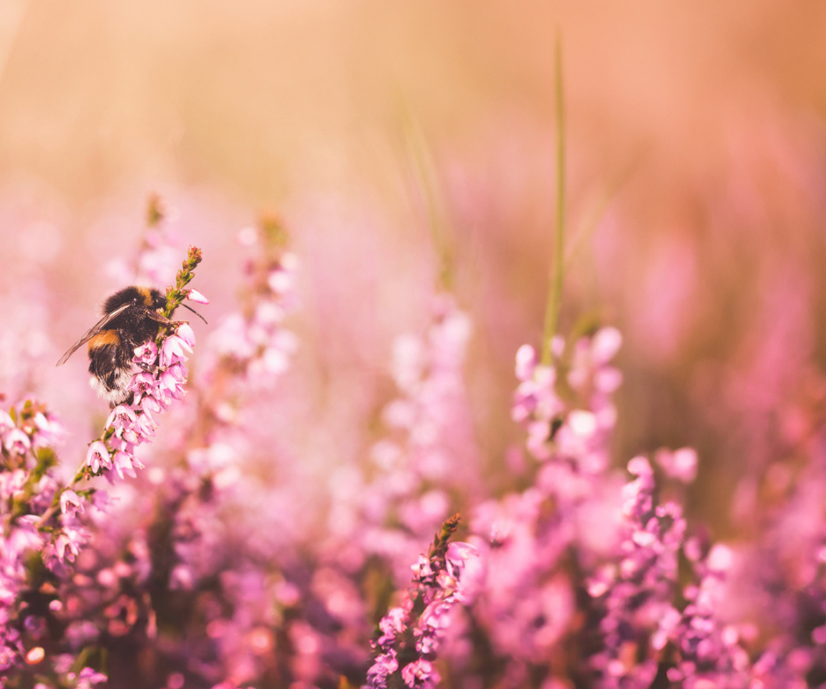 Bee on pink wildflowers