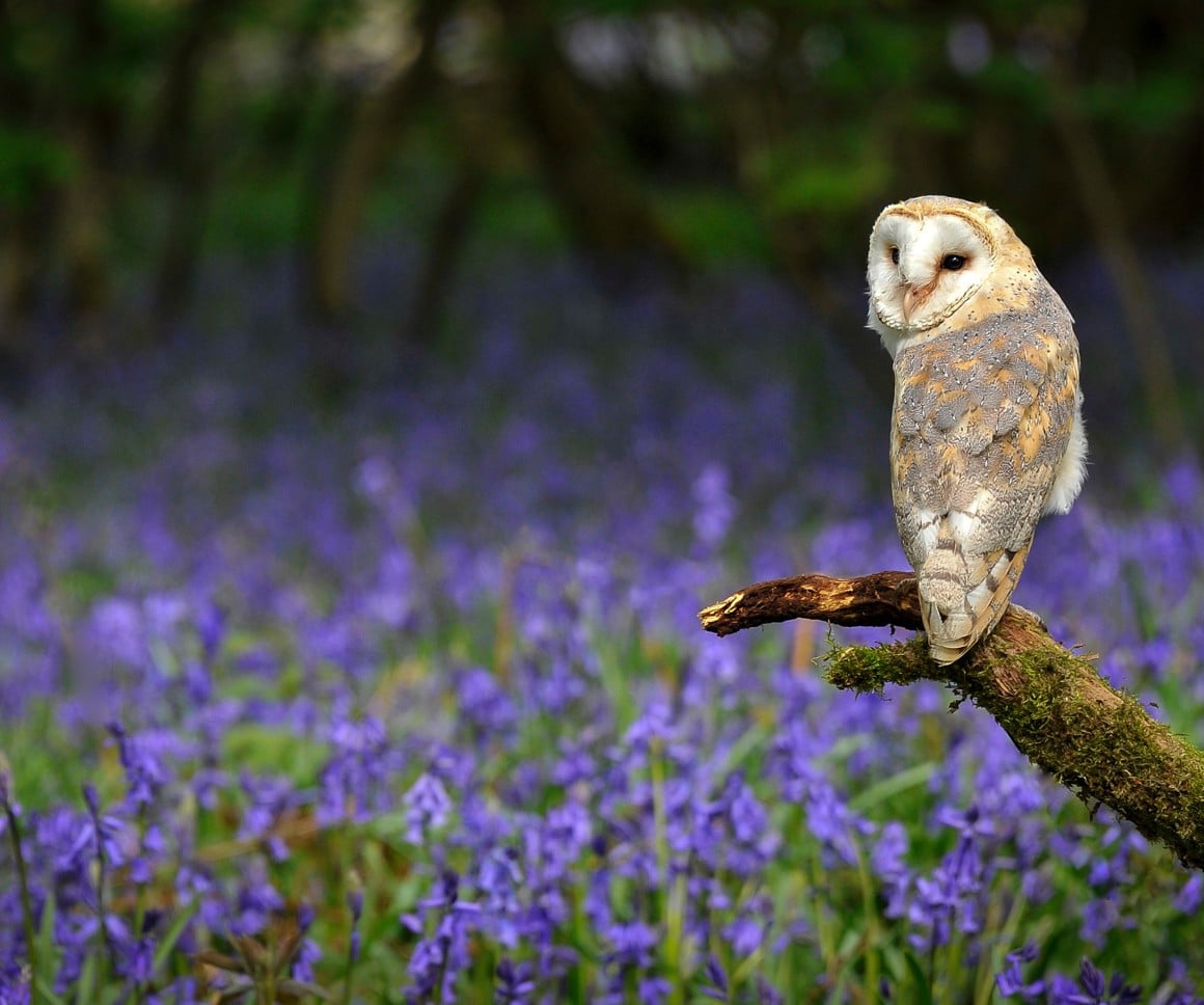 owl perched on a branch against a background of bluebells