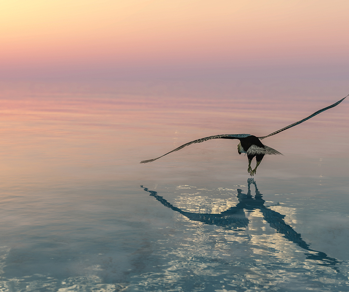 Eagle flying over still water