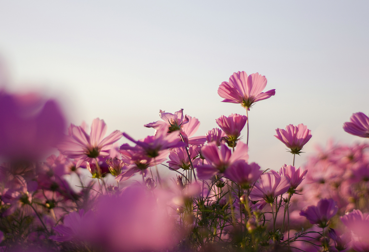 Pink wildflowers against a blue sky