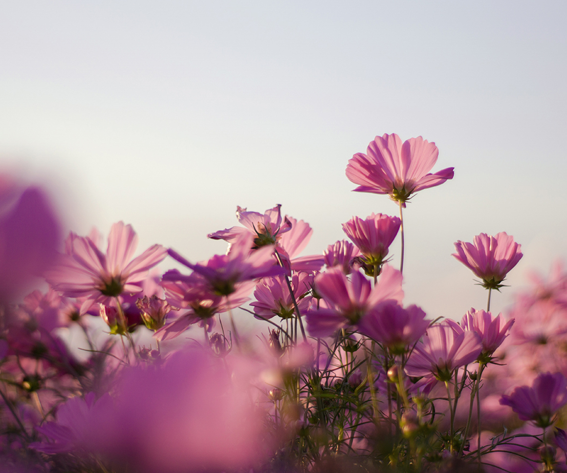 Pink wildflowers against a blue sky