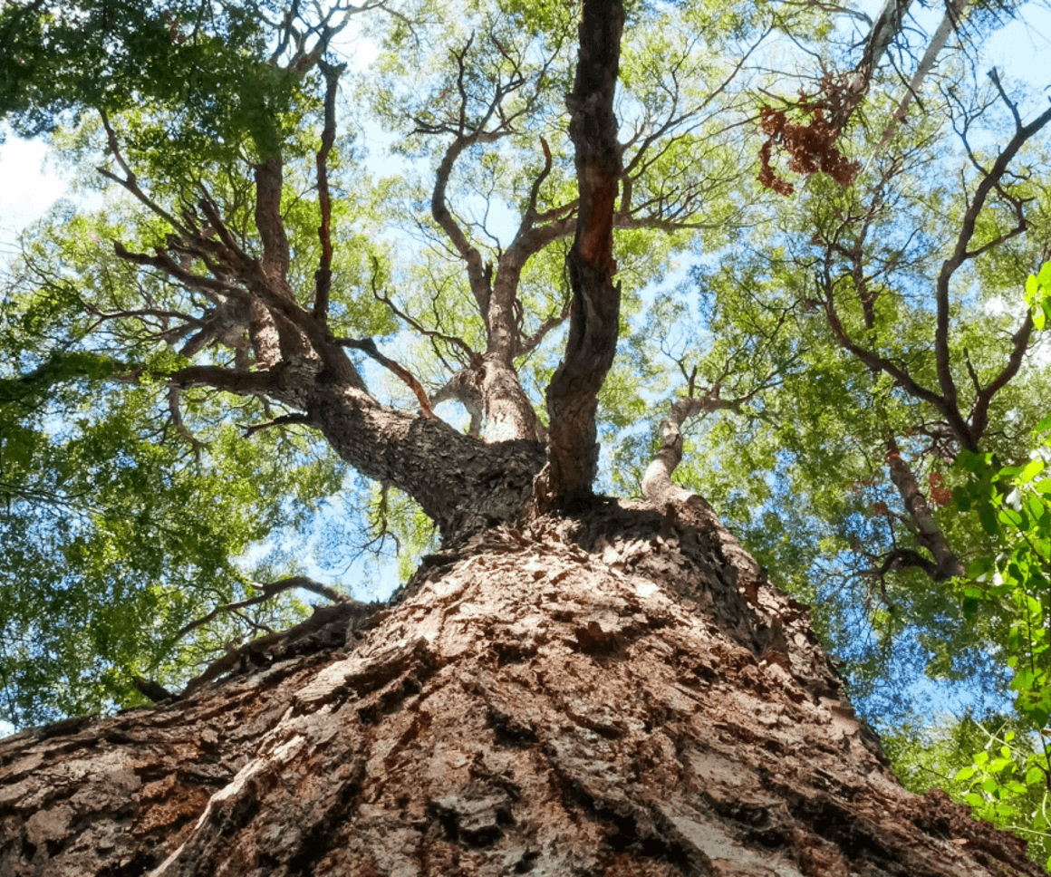 PRA regulatory priorities for general insurers