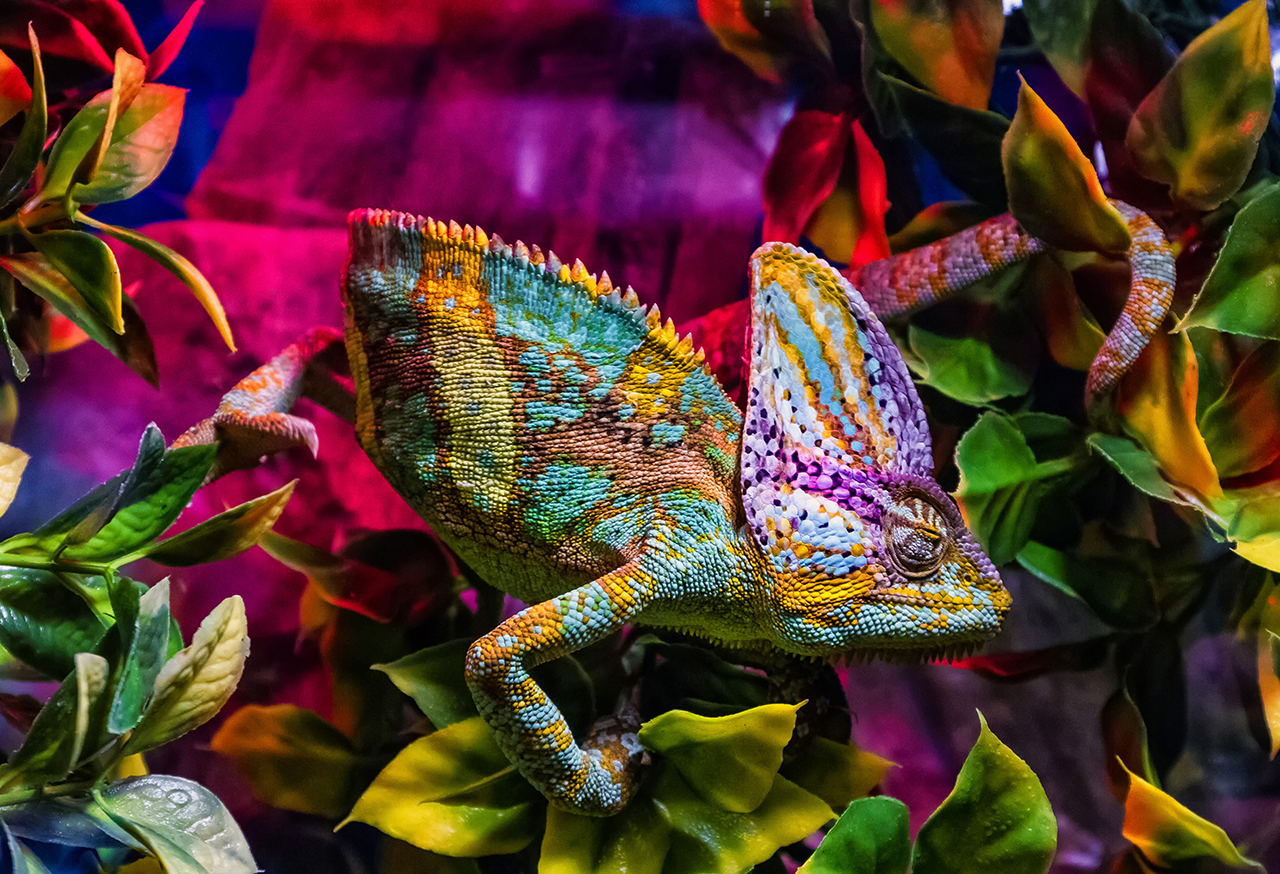 Chameleon in front of colourful flowers