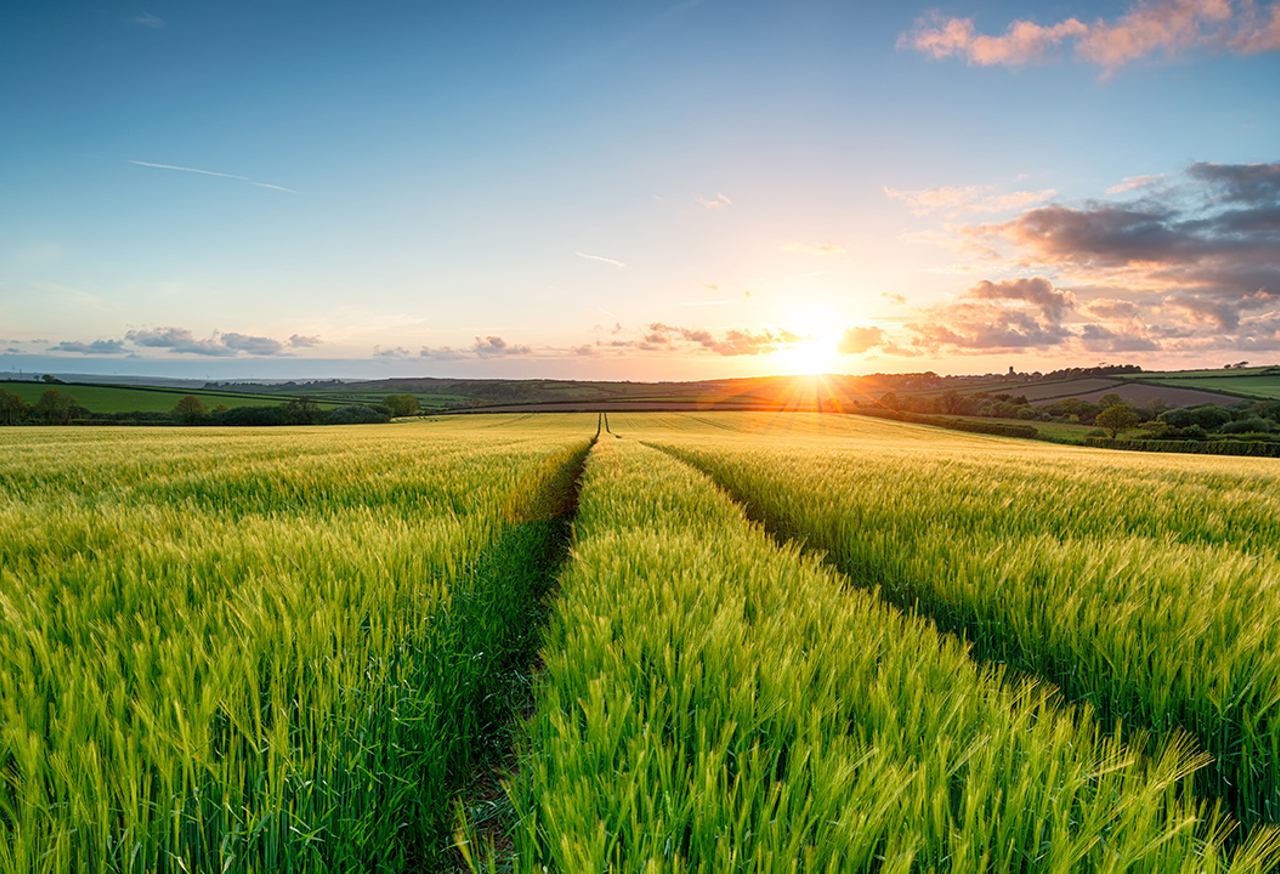 Field of flowers at sunset