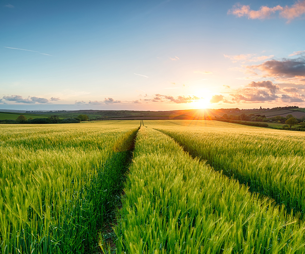 Field of flowers at sunset