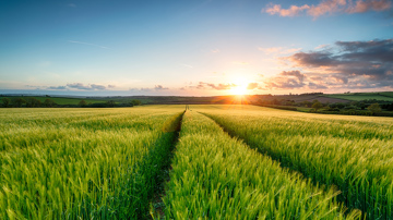 Field of flowers at sunset