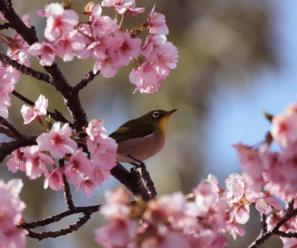 Bird perched on a branch with pink flowers