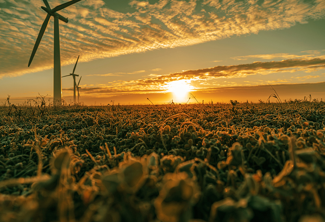 Wind turbines in a field