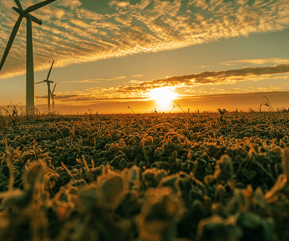 Wind turbines in a field