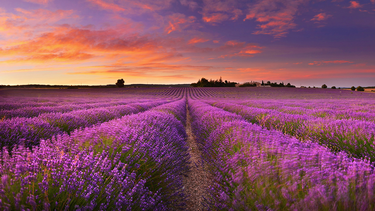 Field of flowers at sunset