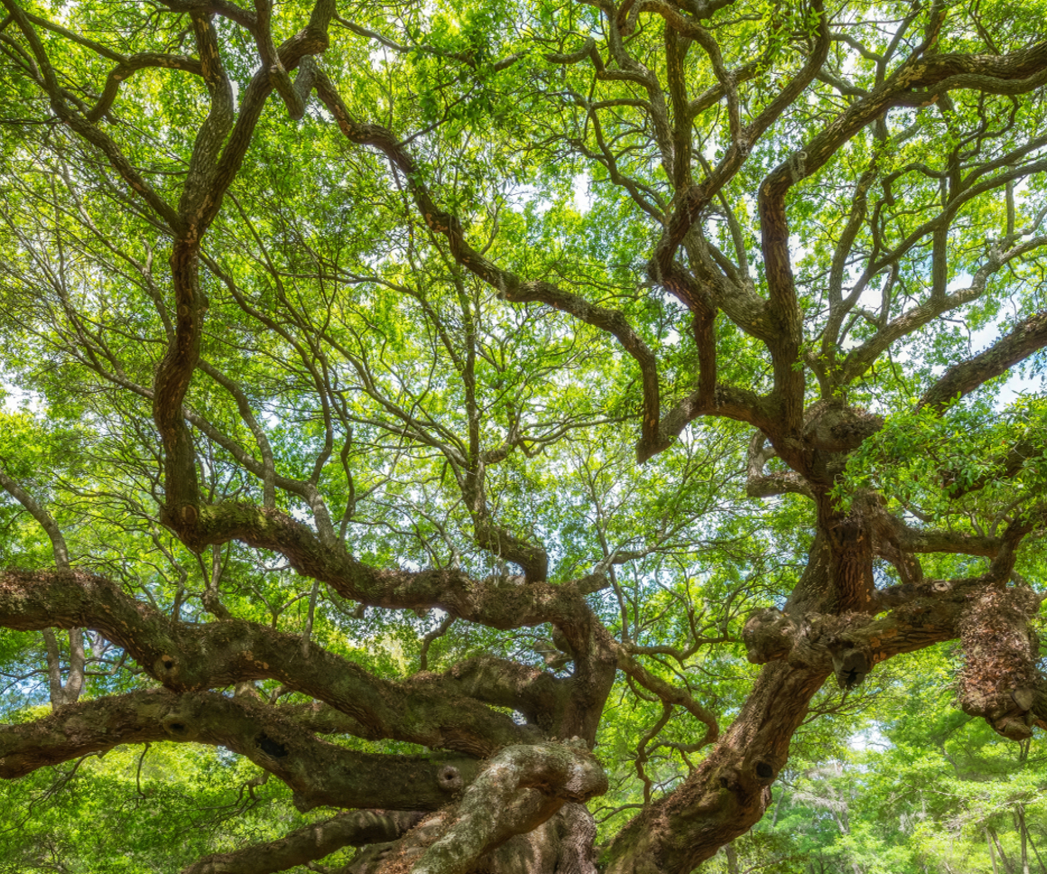 Tree canopy