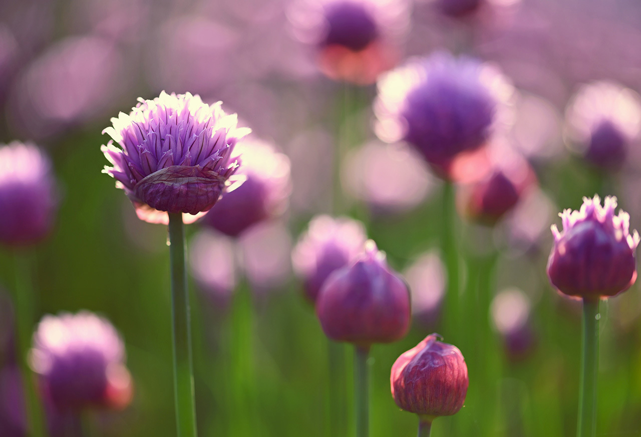 Purple flowering chives