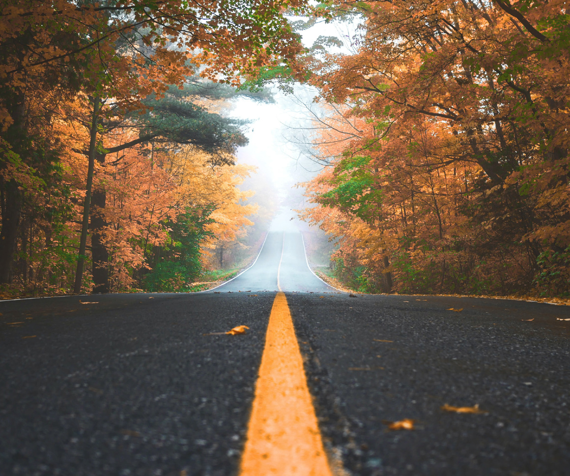 Road in a forest