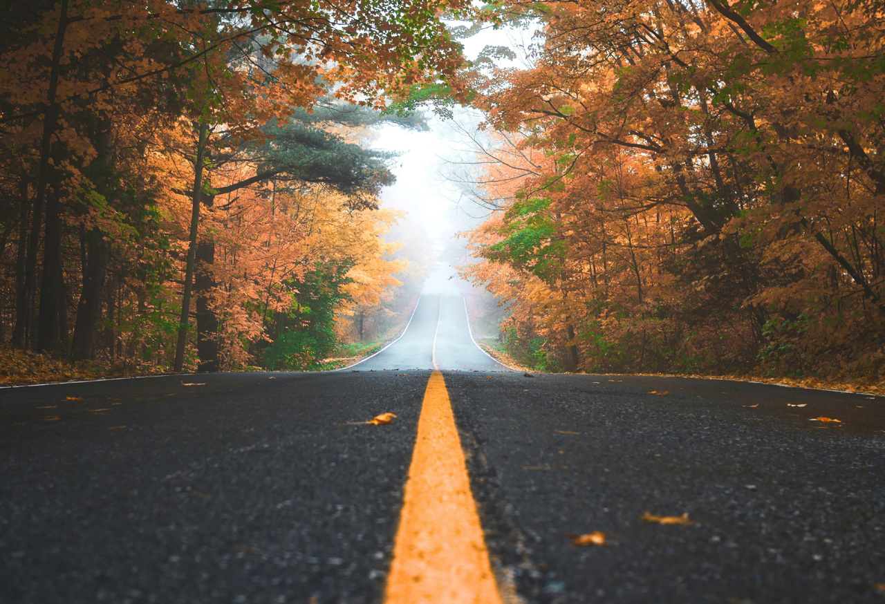 Road in a forest