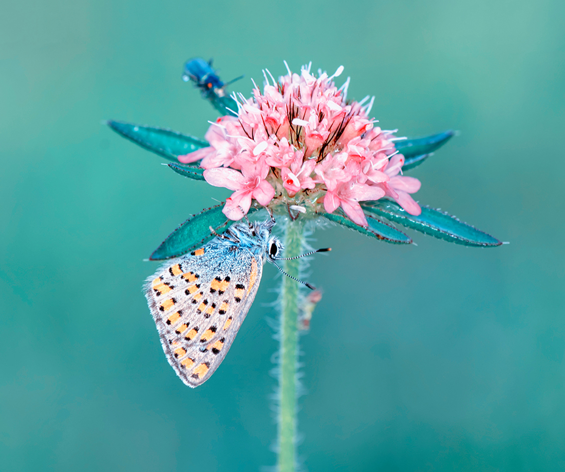 Butterfly on a pink flower