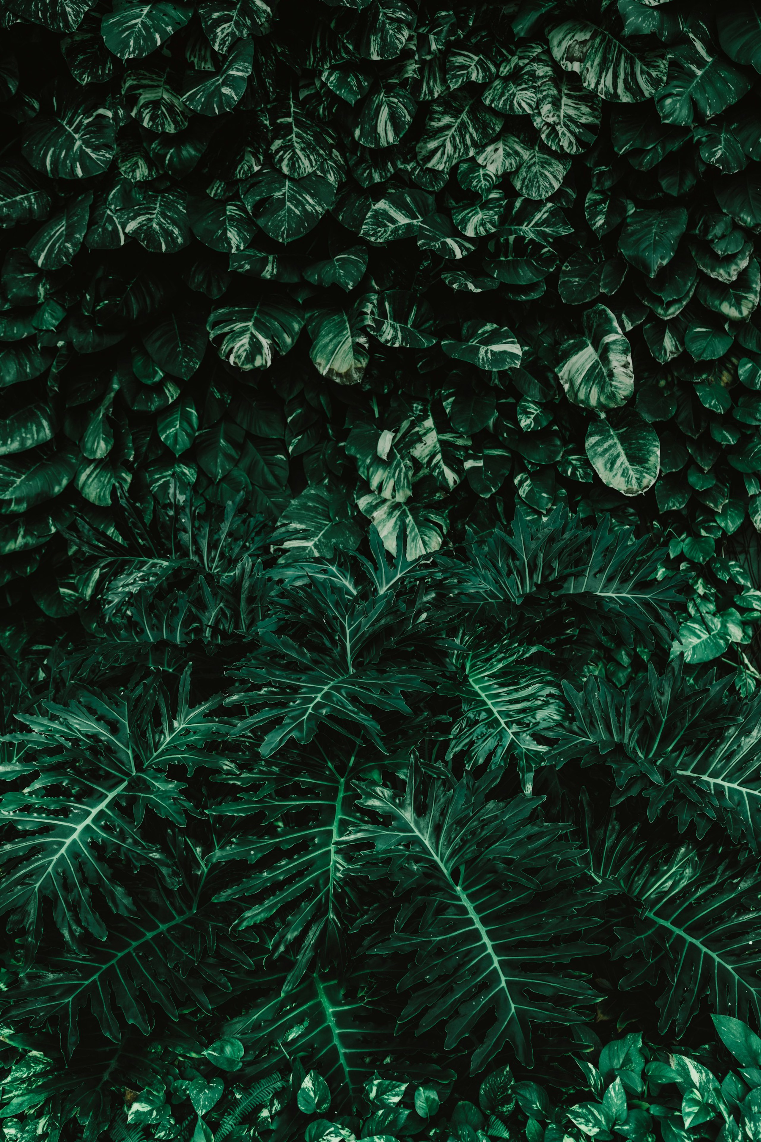 Dark green plants with variated leaves