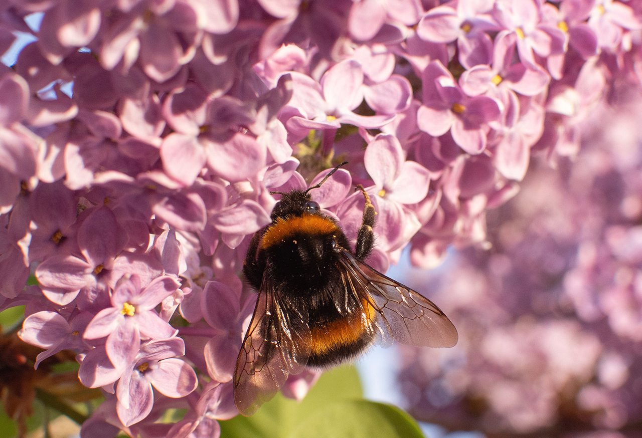 Bumblebee on pink flowers