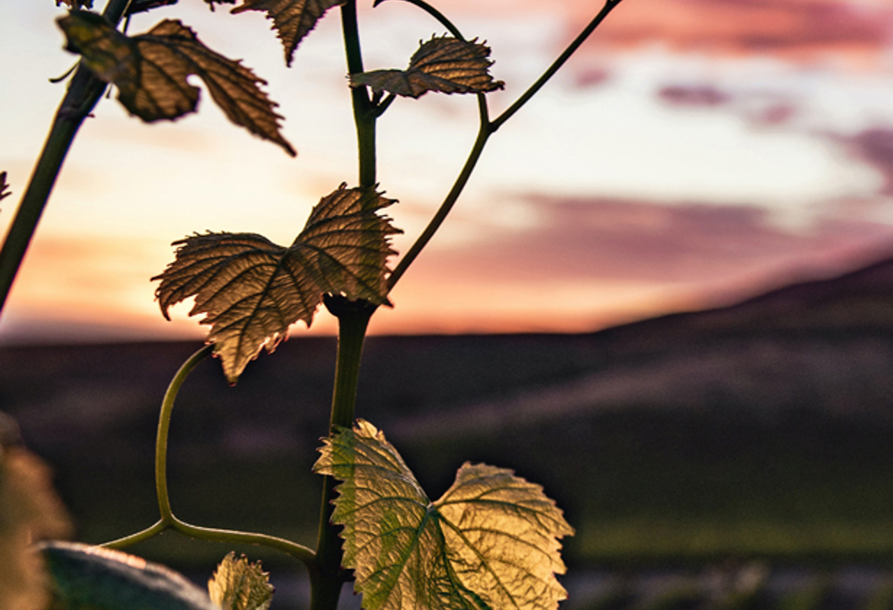 Sunset through vine leaves