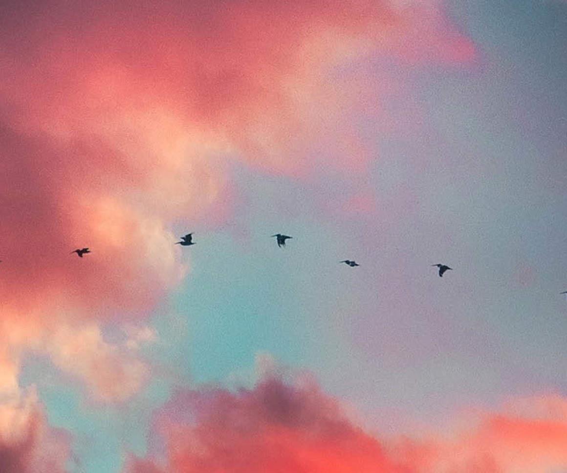 Birds in flight across a pink cloudy sky