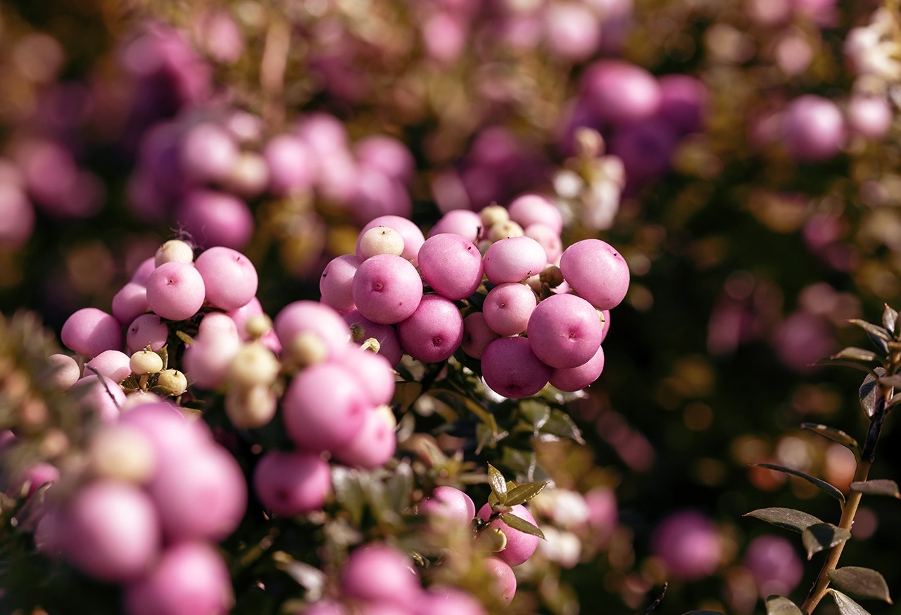 Pink berries