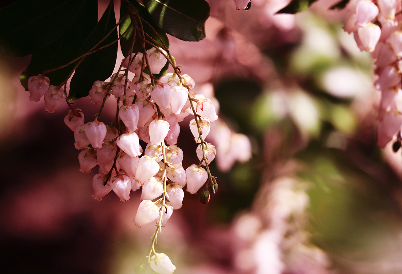 Pink flowers