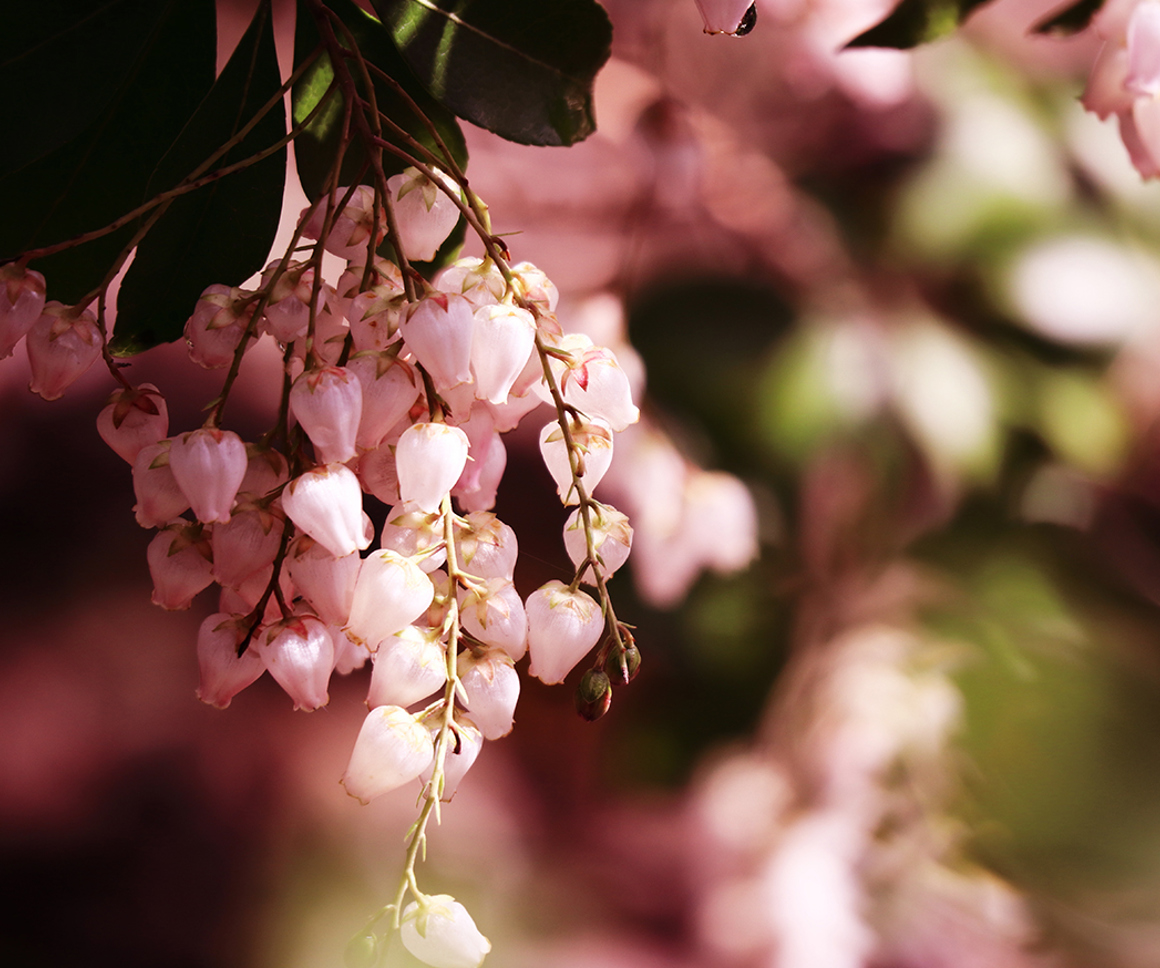 Pink flowers