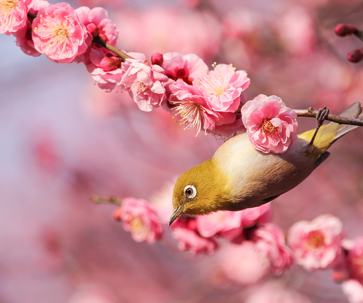 Yellow bird on a branch with pink flowers
