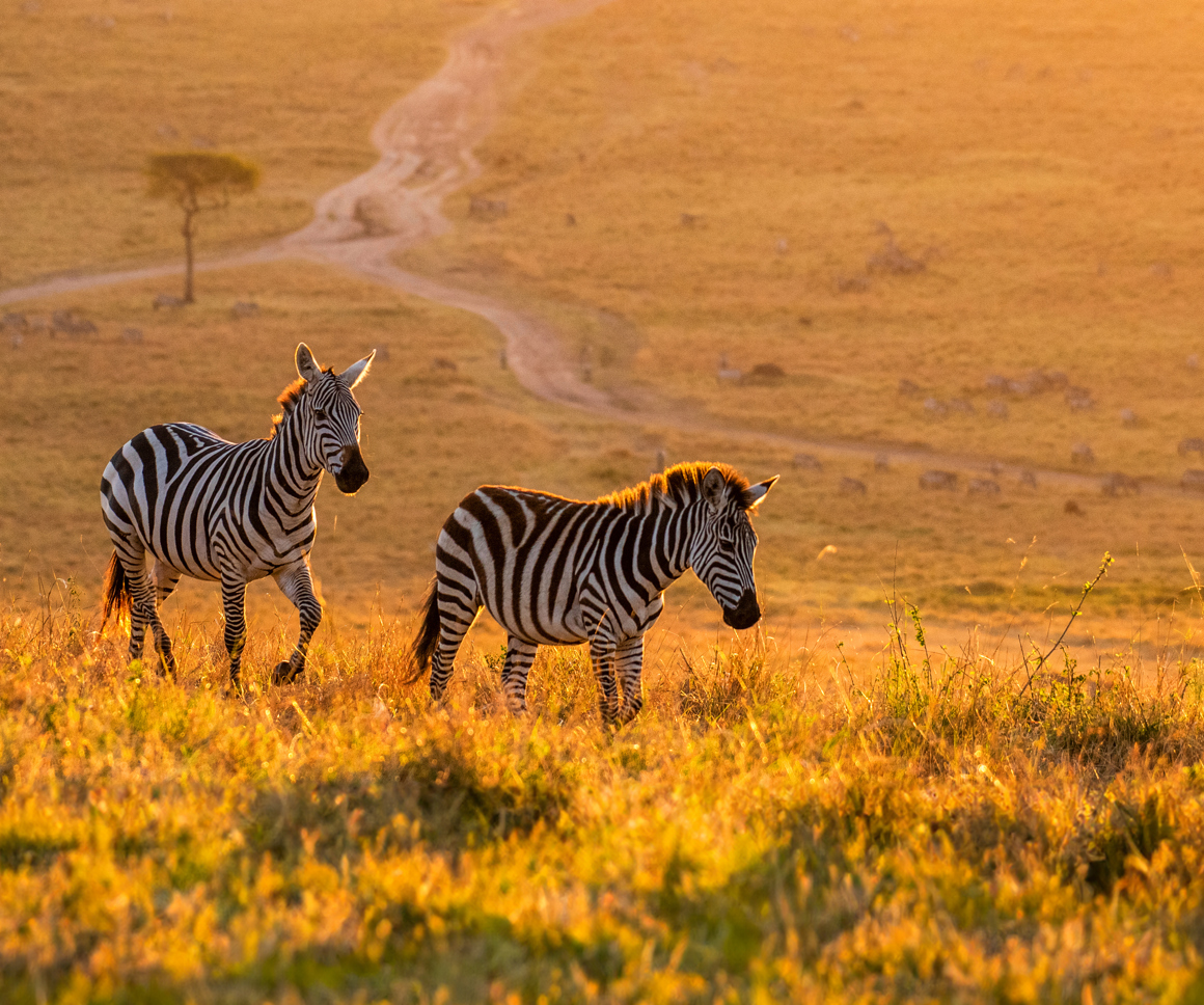 Zebras in a field